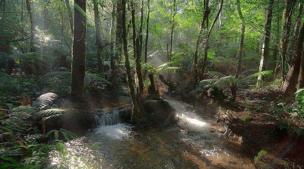 Discover the best free camping spots in Victoria for family adventures - Great Escape Caravans